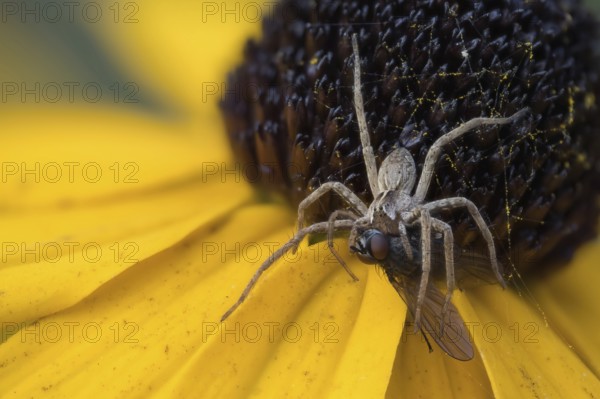Nursery web spider (Pisaura mirabilis) with victim on yellow coneflower (Rudbeckia fulgida), Hesse, Germany, Europe