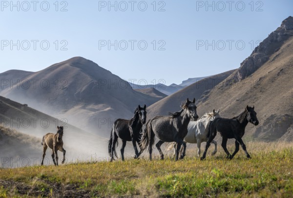 Herd of horses galloping over a hill and raising dust, mountains behind, Kyrgyzstan, Asia
