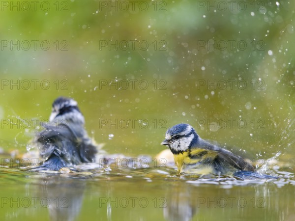 Blue tit (Cyanistes caeruleus), adult birds bathing in shallow water, Solms, Hesse, Germany, Europe