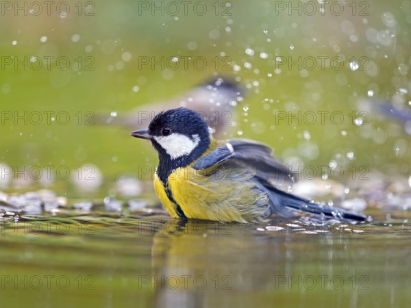 Great tit (Parus major), adult bird bathing in shallow water, Solms, Hesse, Germany, Europe