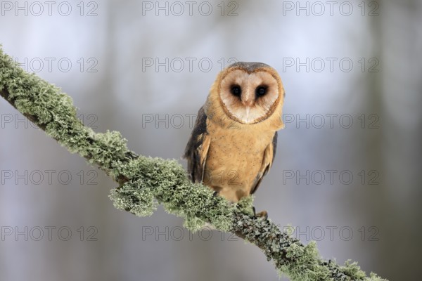 Central European barn owl (Tyto alba guttata), adult, perch, in winter, Šumava, Czech Republic, Europe
