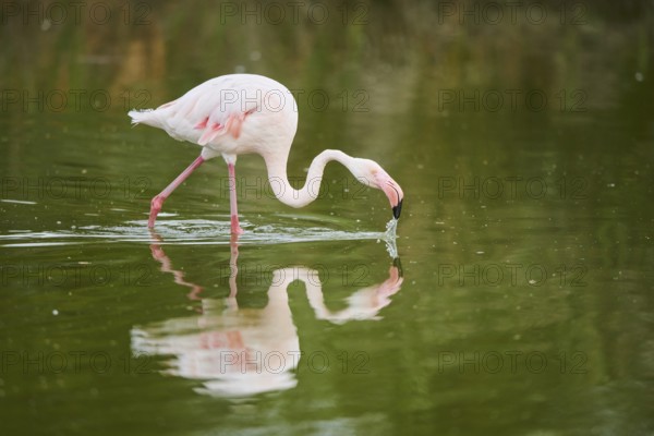 Greater Flamingo (Phoenicopterus roseus) walking in the water, Parc Naturel Regional de Camargue, France, Europe
