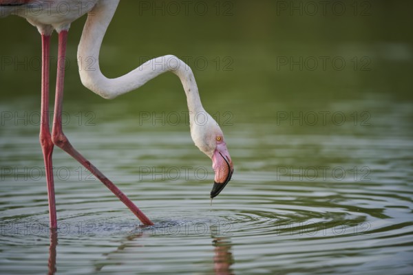Greater Flamingo (Phoenicopterus roseus) walking in the water, portrait, Parc Naturel Regional de Camargue, France, Europe