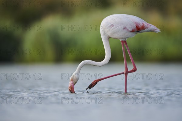 Greater Flamingo (Phoenicopterus roseus) walking in the water, Parc Naturel Regional de Camargue, France, Europe
