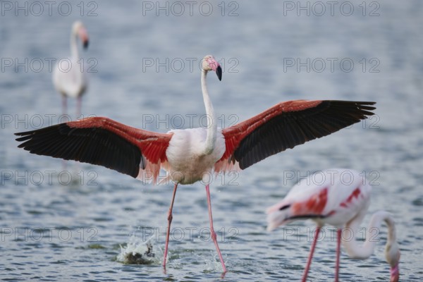 Greater Flamingo (Phoenicopterus roseus), landing in the water, Parc Naturel Regional de Camargue, France, Europe