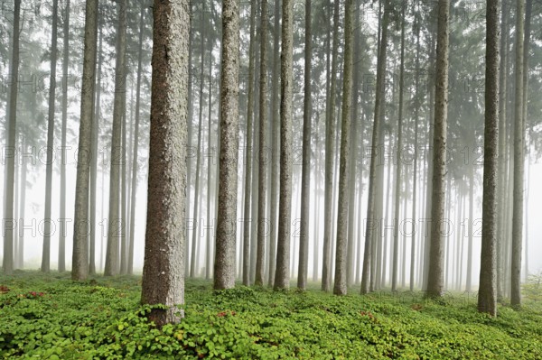 Foggy coniferous forest, Horben, Canton Aargau, Switzerland, Europe