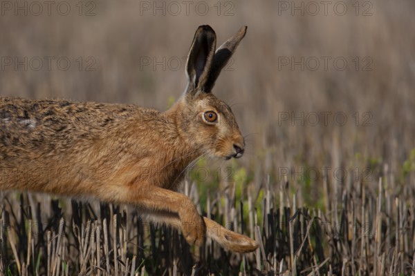 European brown hare (Lepus europaeus) adult animal running in a farmland stubble field, Suffolk, England, United Kingdom, Europe