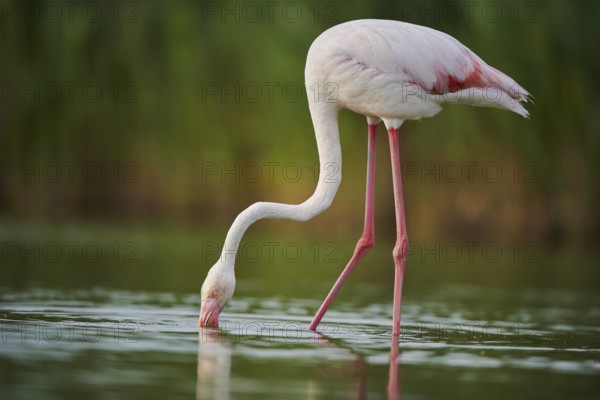 Greater Flamingo (Phoenicopterus roseus) walking in the water, Parc Naturel Regional de Camargue, France, Europe