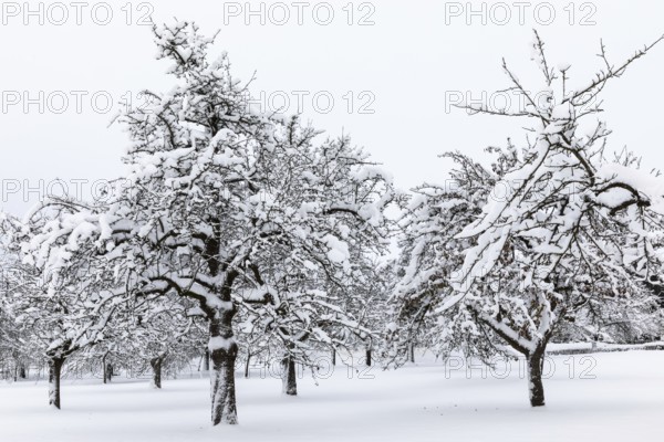 Orchard meadow, snow, winter, Leibertingen, Upper Danube nature park Park, Baden-Württemberg, Germany, Europe