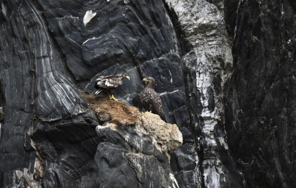 White-tailed eagle on a rock face near Runde, Norway, Europe