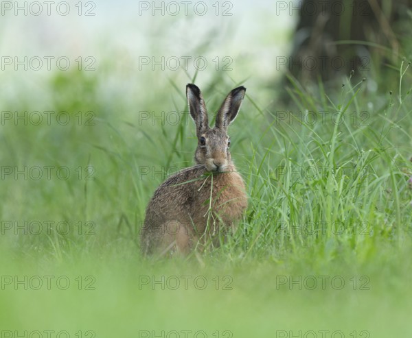 European hare (Lepus europaeus) sitting in a meadow and eating, Lower Saxony, Germany, Europe