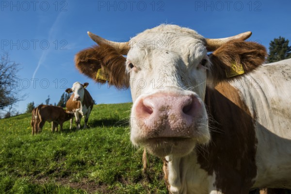 Dairy cows on a pasture, organic farming, Freudenstadt, Black Forest, Baden-Württemberg, Germany, Europe