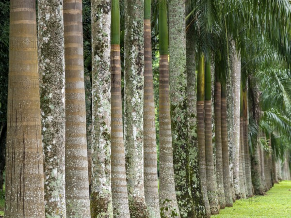 Avenue with royal palms, Kandy Botanical Gardens, Sri Lanka, Asia