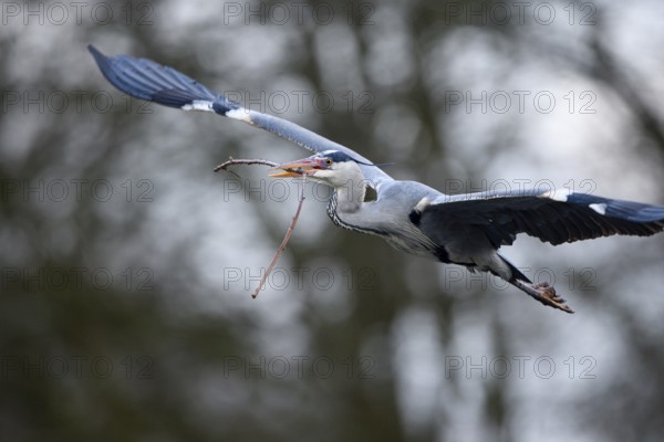 Grey heron (Ardea cinerea), bringing nesting material to the nest, Essen, Ruhr area, North Rhine-Westphalia, Germany, Europe