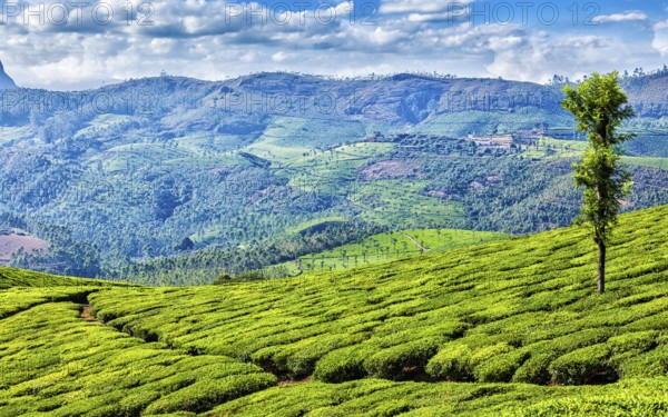 Kerala India travel background, panorama of green tea plantations in Munnar, Kerala, India, tourist attraction, Asia