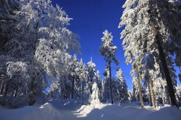 Winter landscape in the Fichtelgebirge, Bayreuth district, Upper Franconia, Bavaria, Germany, Europe