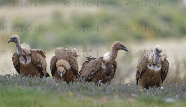 Griffon vulture (Gyps fulvus), group in the Pyrenees, Catalonia, Spain, Europe
