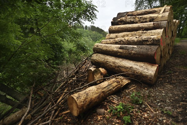 Forest damage in the Sauerland region has caused about 40 % of the spruce stand, especially in monocultures. The picture shows forest damage in May 2020, Germany, Europe