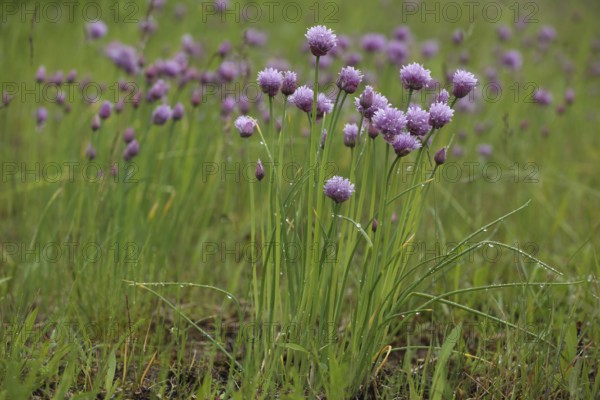 Perennial chive (Allium schoenoprasum) with dewdrops, flowering, natural habitat, nature, Ständelberg, Rammersberg, Mäusberg, Karlstadter, dry areas, Wiesenfeld, Karlstadt, Main, Lower Franconia, Franconia, Bavaria, Germany, Europe