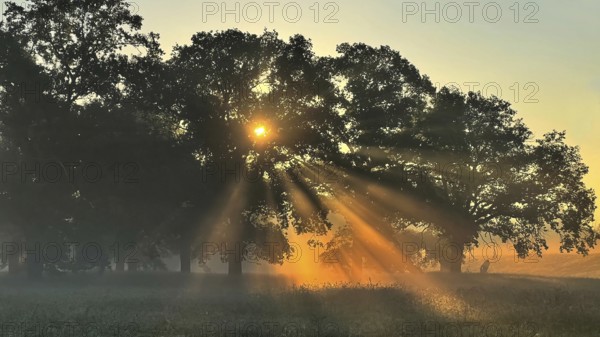 Sunrise, floodplain meadows, floodplain landscape on the Middle Elbe, morning mist, fog, group of trees, sunbeams, old oaks, solitary oaks, high summer, Middle Elbe Biosphere Reserve, Saxony-Anhalt, Germany, Europe