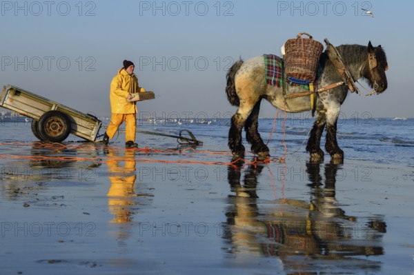Horse fishermen at work, catching Brown shrimp (Crangon crangon), Koksijde, North Sea coast, province of West Flanders, Belgium, Europe