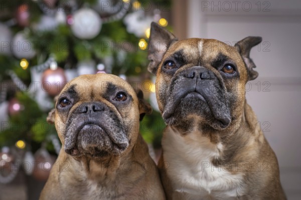 Portrait of pair of brown French Bulldog dogs sitting in front of decorated Christmas tree in blurry background