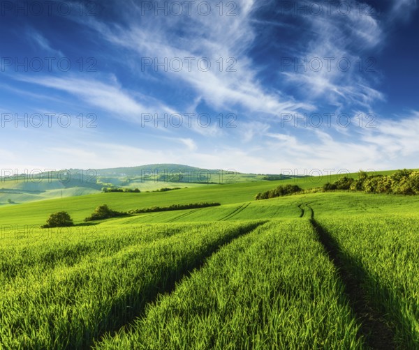 Rolling summer landscape with green grass field under blue sky