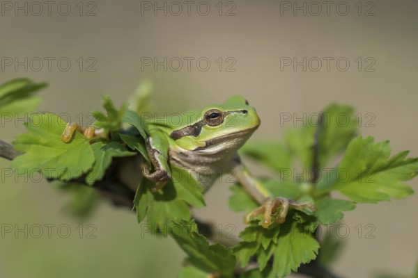 European Tree Frog (Hyla arborea), Burgenland, Austria, Europe