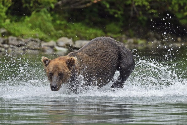Brown bear (Ursus arctos) hunting for salmon in the water, Lake Clark National Park, Alaska