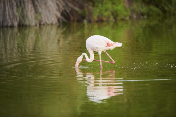 Greater Flamingo (Phoenicopterus roseus) walking in the water, Parc Naturel Regional de Camargue, France, Europe
