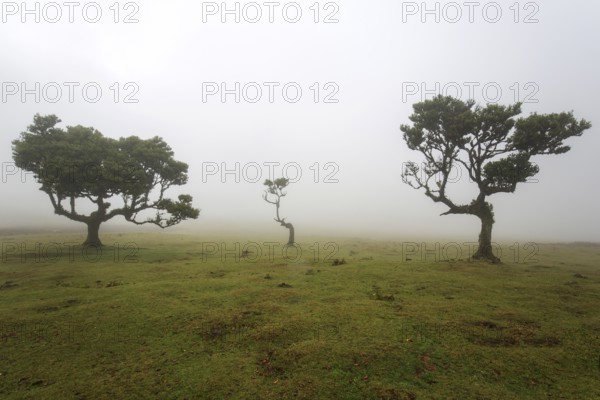 Laurel trees overgrown with moss and plants in the mist, old laurel forest (Laurisilva), stinkwood (Ocotea foetens), UNESCO World Heritage Site, Fanal, Madeira, Portugal, Europe