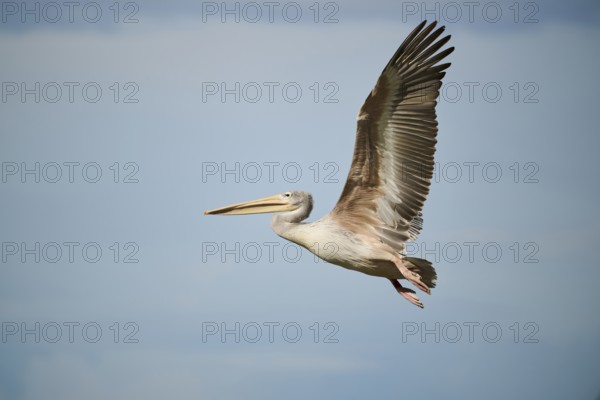 Great white pelican (Pelecanus onocrotalus) flying, France, Europe