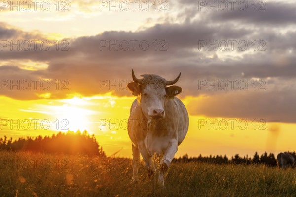 Cow in the evening light, Erlis, Unterallgäu, Bavaria