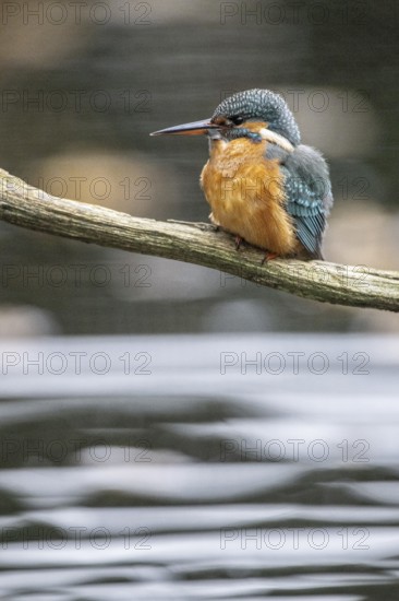 Common kingfisher (Alcedo atthis), Emsland, Lower Saxony, Germany, Europe