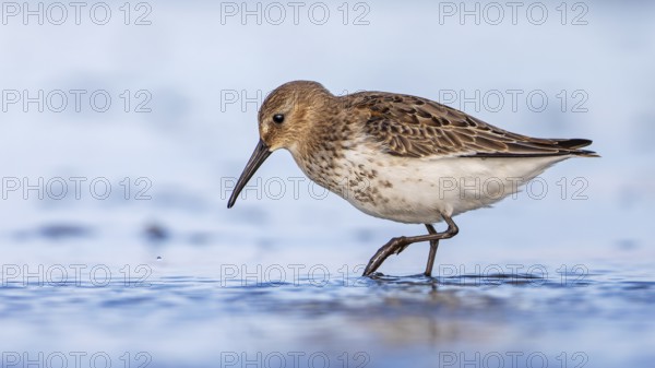 Dunlin (Calidris alpina) Transition from breeding dress to light dress, snipe bird, foraging on mudflats, shallow water zone, Baltic Sea coast, Fischland Darß-Zingst, Vorpommersche Boddenlandschaft National Park, Germany, Europe