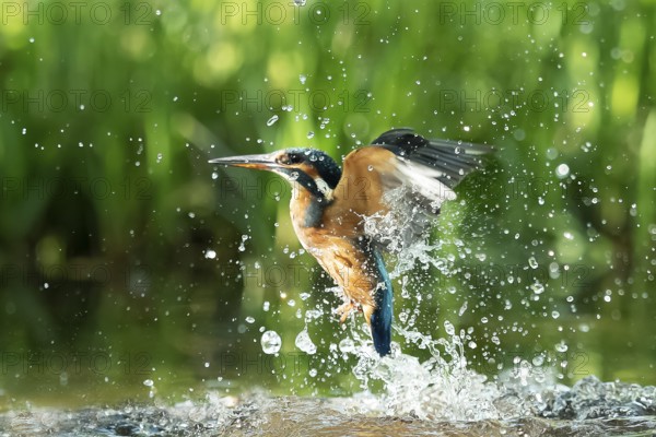 Common kingfisher (Alcedo atthis) unsuccessful fishing kingfisher flies up out of the water after hunting, North Rhine-Westphalia, Germany, Europe