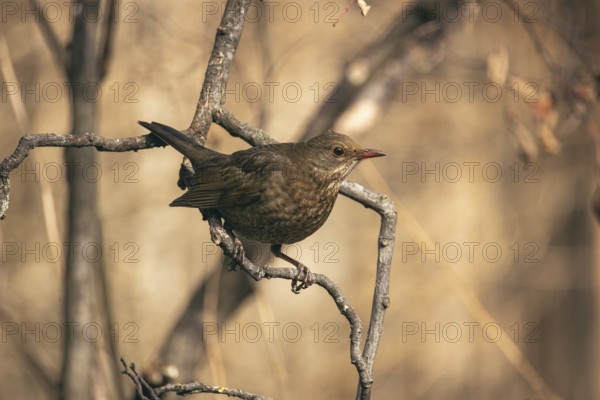 Blackbird (Turdus merula) female, Lower Austria, Austria, Europe