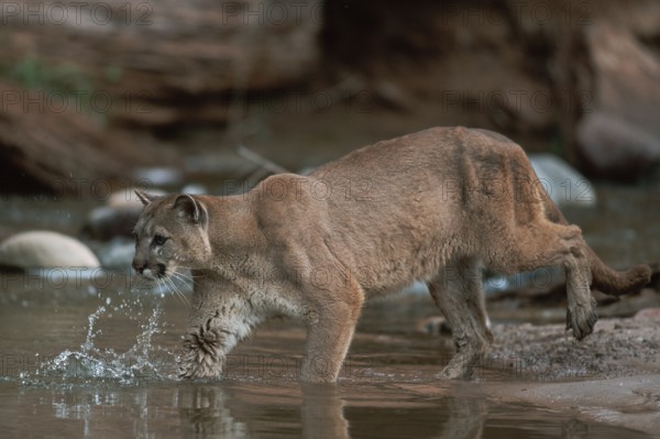 Cougar (Felis concolor)