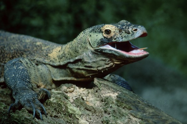 Komodo dragon (Varanus komodensis)