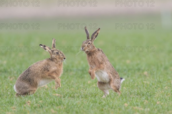 Hares (Lepus europaeus), Upper Austria, Austria, Europe