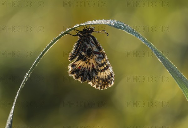 Southern festoon (Zerynthia polyxena) hangs on a blade of grass with drops of water, Lake Neusiedl National Park, Burgenland, Austria, Europe