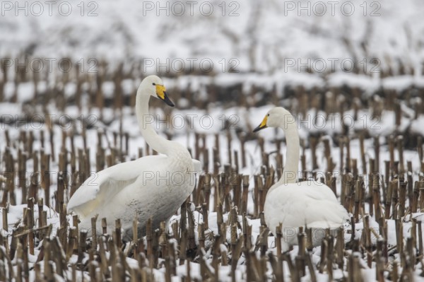 Whooper swans (Cygnus cygnus), Emsland, Lower Saxony, Germany, Europe
