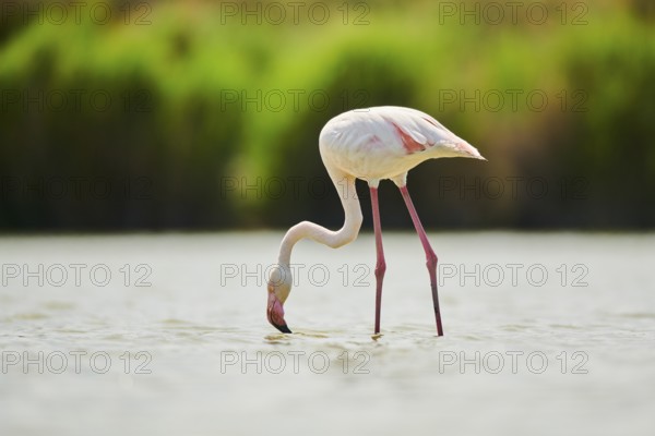 Greater Flamingo (Phoenicopterus roseus) standing in the water, Parc Naturel Regional de Camargue, France, Europe