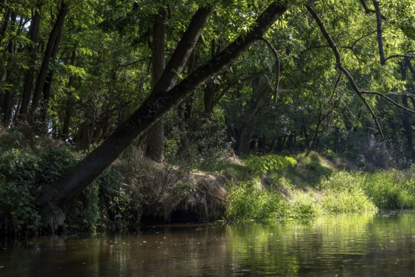 River landscape of the Thaya in late summer, Czech Republic, Europe