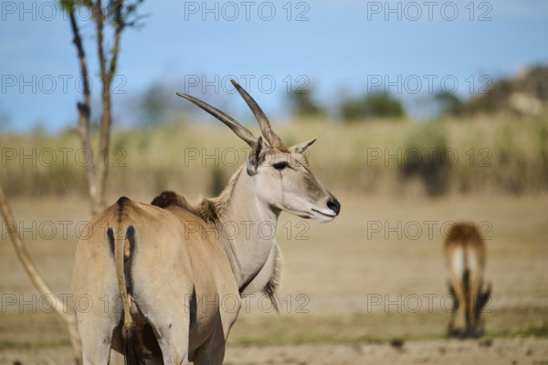 Common eland (Taurotragus oryx) standing in the dessert, portrait, captive, distribution Africa