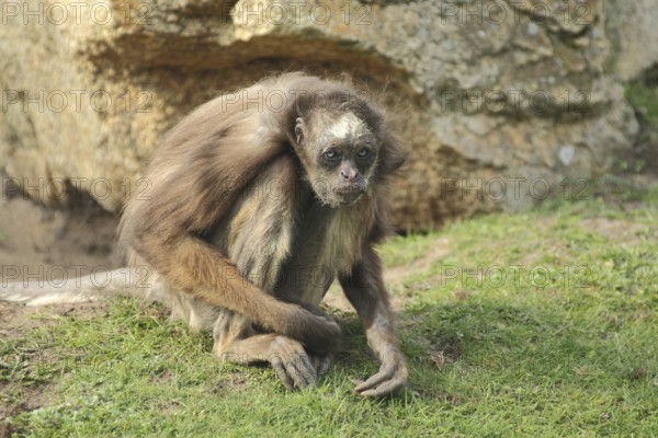 Geoffroy's spider monkey (Ateles geoffroyi), sit, spider monkey, brown-headed spider monkeys, Ateles, spider monkeys, spider monkeys, Anthropoidae, New World monkeys (Platyrrhini) (Atelidae), dry-nosed monkeys, monkey, primates, primate, gentleman animals, monkeys, dry-nosed monkey, primates, Haplorhini, mammal, animal, vertebrate, captive