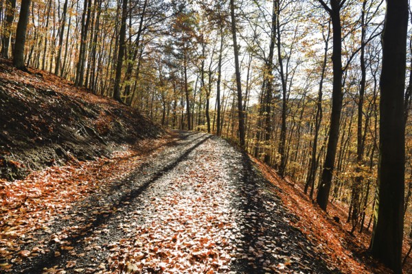 Autumn atmosphere, forest, Iserlohn, Germany, Europe