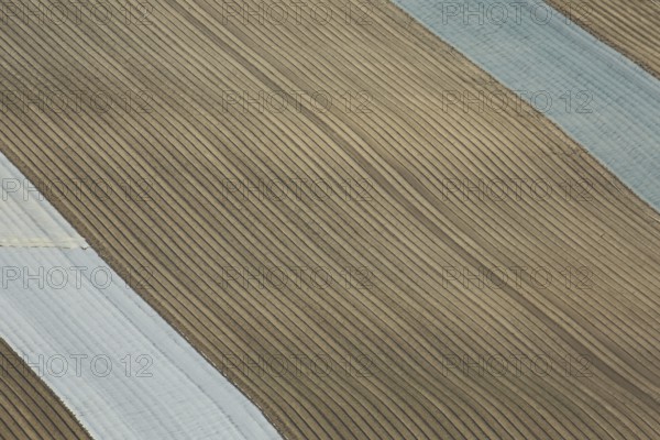 Field with grooves from above covered with foil, background, structure, pattern, line pattern, lines, brown, symmetrical, geometric, Grainberg-Kalbenstein, Karlstadt drylands, Karlstadt, Main, Lower Franconia, Franconia, Bavaria, Germany, Europe