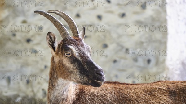 Kri-kri, endangered endemic Cretan wild goat, profile, head and anterior body, house wall, Samaria settlement, resting place, Samaria Gorge, Samaria, gorge, national park, Omalos, Lefka Ori, White Mountains, West Crete, island of Crete, Greece, Europe