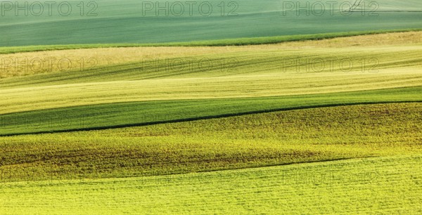 Abstract pattern of rolling striped fields in summer. Moravia, Czech Republic, Europe